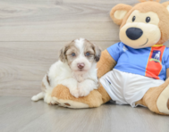 7 week old Yorkie Poo Puppy For Sale - Simply Southern Pups