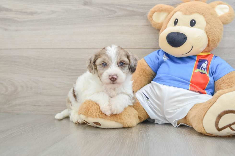 5 week old Yorkie Poo Puppy For Sale - Simply Southern Pups