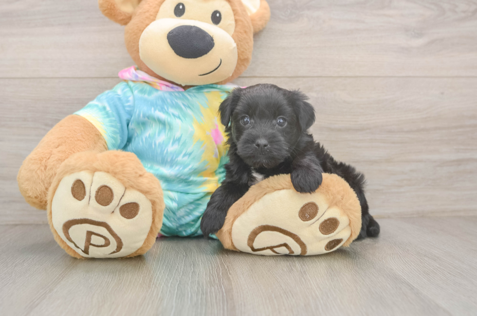 5 week old Yorkie Poo Puppy For Sale - Simply Southern Pups