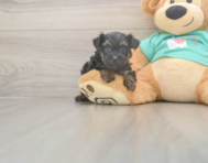 7 week old Yorkie Poo Puppy For Sale - Simply Southern Pups