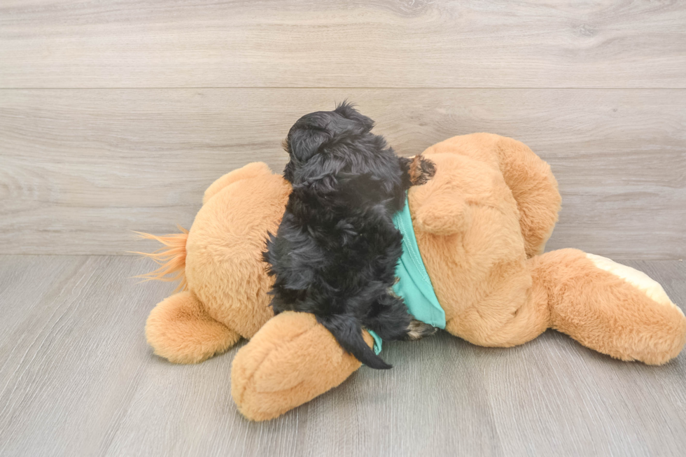 Meet Gregory - our Yorkie Poo Puppy Photo  3/3 - Simply Southern Pups Cute Yorkie Poo Baby