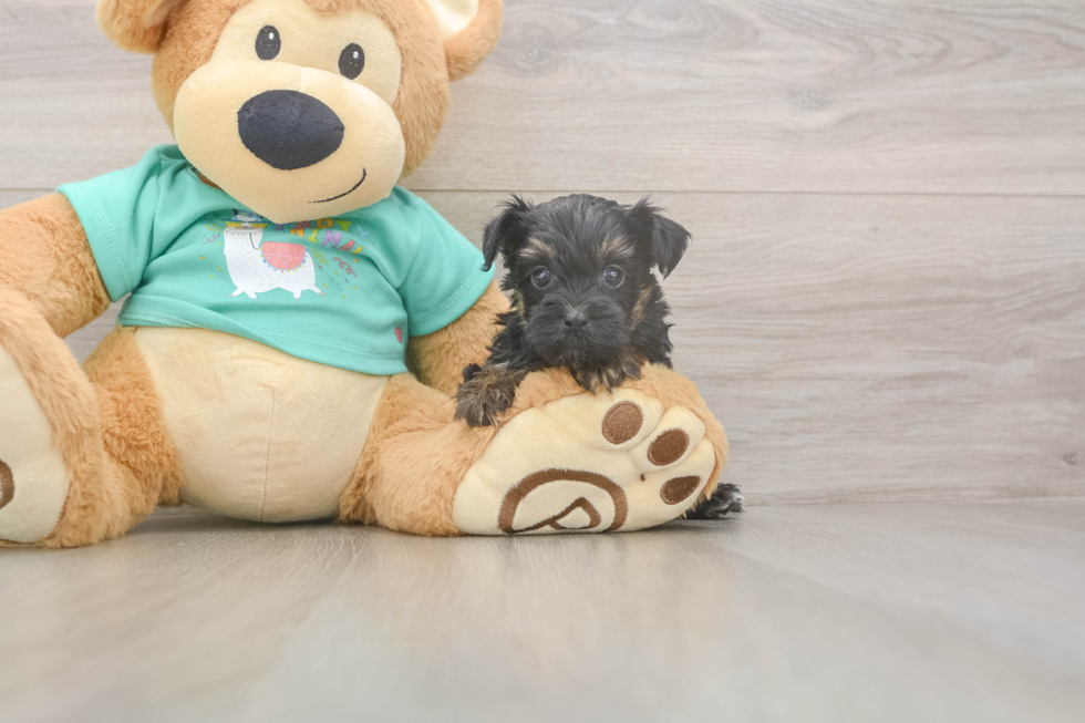 Meet Gregory - our Yorkie Poo Puppy Photo  2/3 - Simply Southern Pups Fluffy Yorkie Poo Poodle Mix Pup