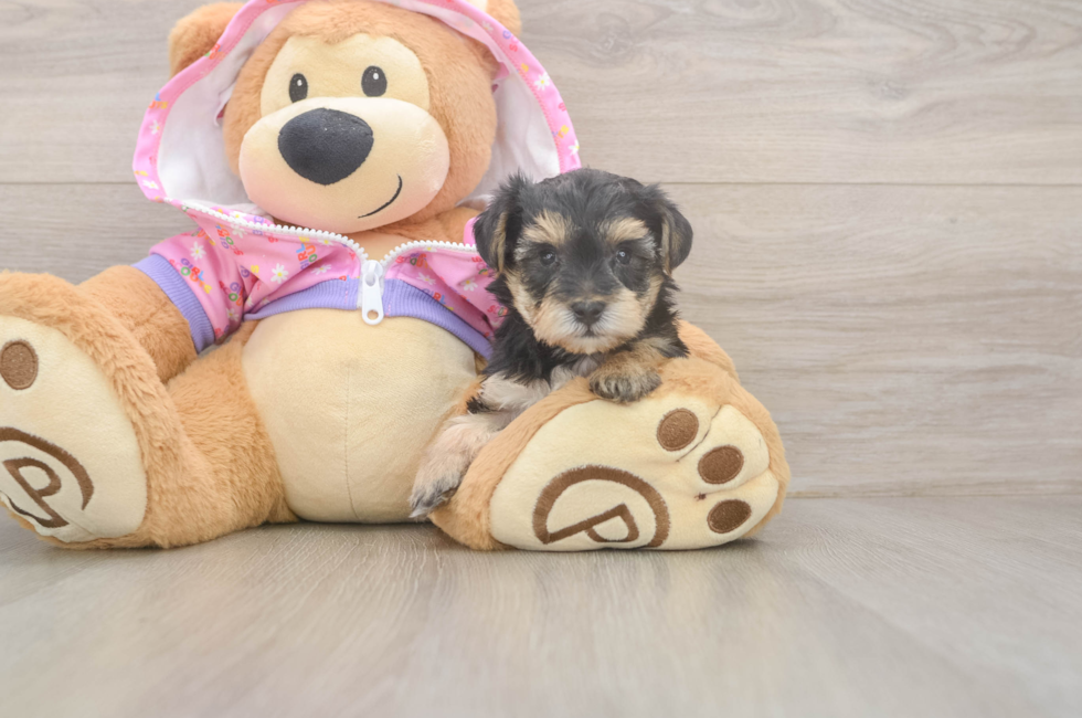 5 week old Yorkie Poo Puppy For Sale - Simply Southern Pups