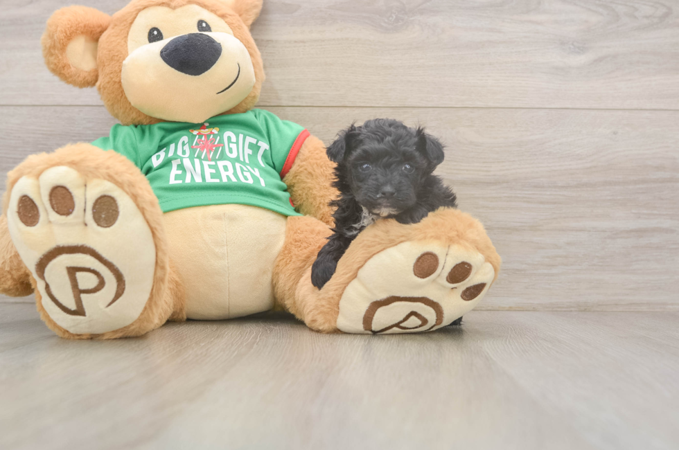 5 week old Yorkie Poo Puppy For Sale - Simply Southern Pups