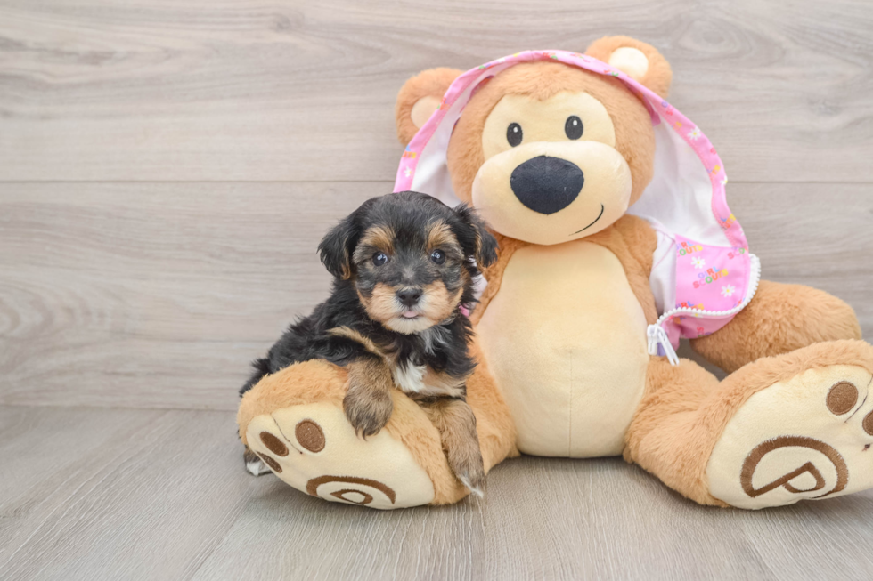 Yorkie Poo Puppy for Adoption