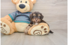 Best Yorkie Poo Baby