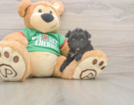 8 week old Yorkie Poo Puppy For Sale - Simply Southern Pups