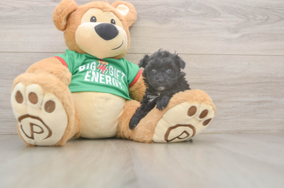 5 week old Yorkie Poo Puppy For Sale - Simply Southern Pups