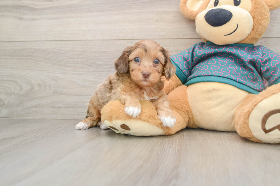 Sweet Yorkie Poo Baby