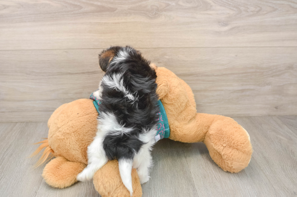 Yorkie Poo Pup Being Cute