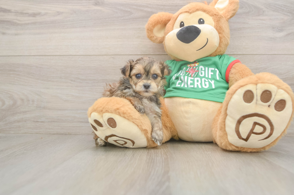 5 week old Yorkie Poo Puppy For Sale - Simply Southern Pups