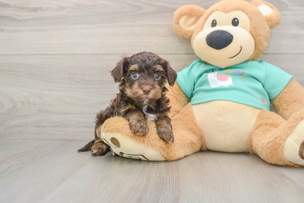 Popular Yorkie Poo Poodle Mix Pup