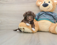 8 week old Yorkie Poo Puppy For Sale - Simply Southern Pups