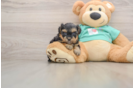 Yorkie Poo Pup Being Cute
