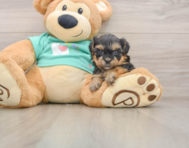 6 week old Yorkie Poo Puppy For Sale - Simply Southern Pups