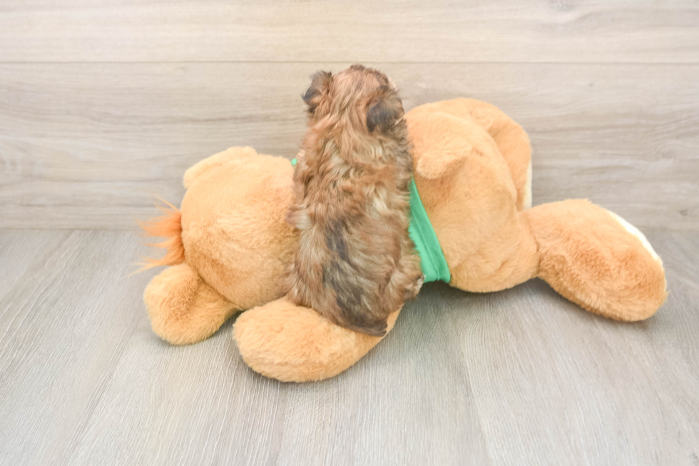 Best Yorkie Poo Baby