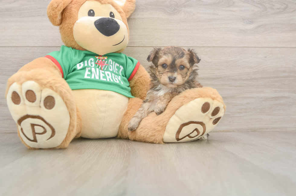 5 week old Yorkie Poo Puppy For Sale - Simply Southern Pups