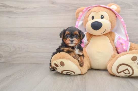Fluffy Yorkie Poo Poodle Mix Pup