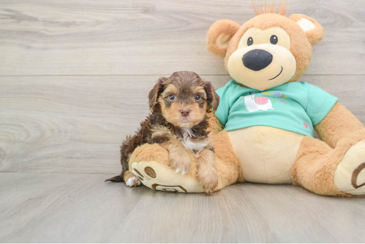 Best Yorkie Poo Baby
