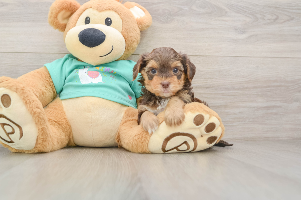 Yorkie Poo Puppy for Adoption