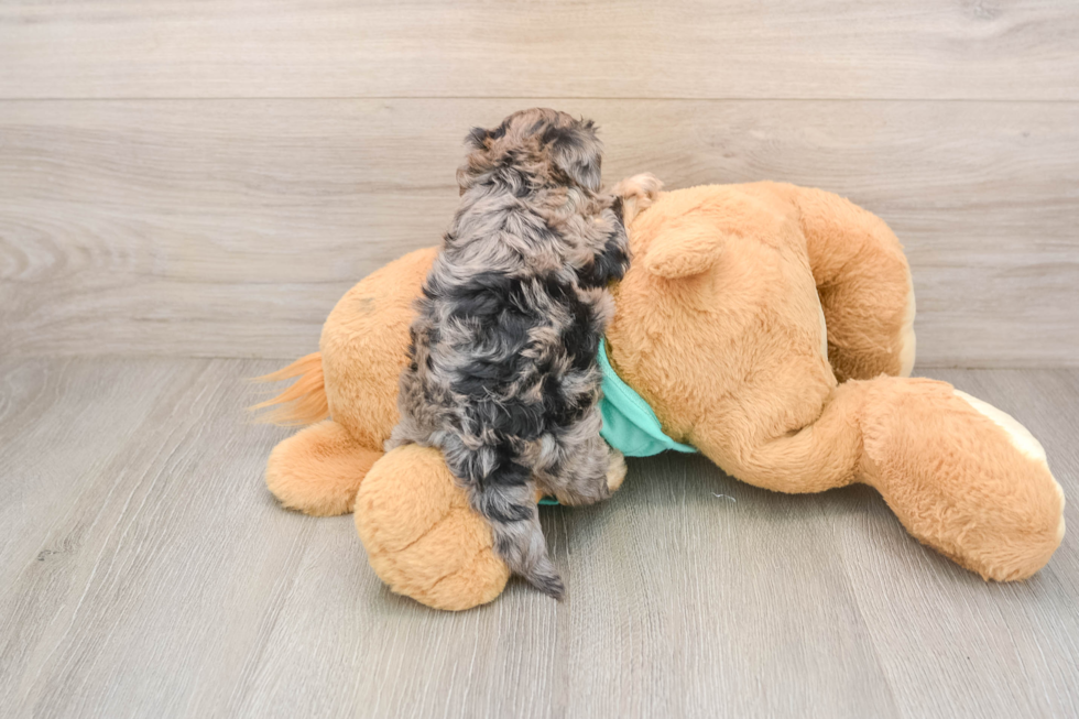 Yorkie Poo Puppy for Adoption
