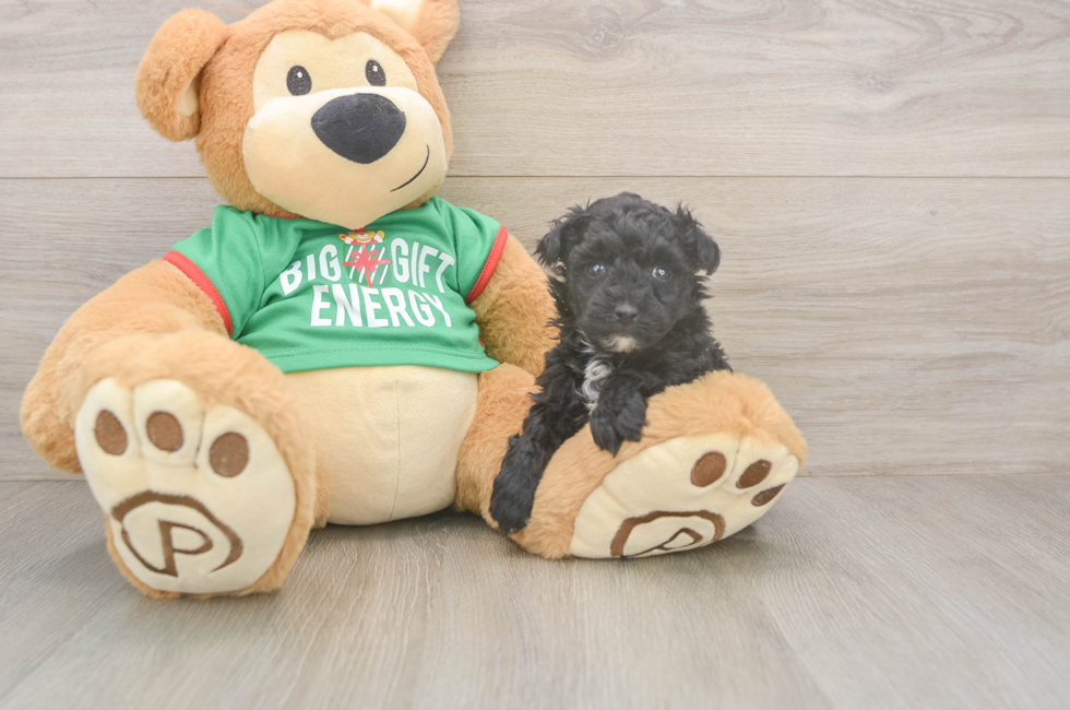 5 week old Yorkie Poo Puppy For Sale - Simply Southern Pups