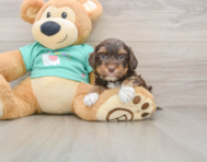 9 week old Yorkie Poo Puppy For Sale - Simply Southern Pups
