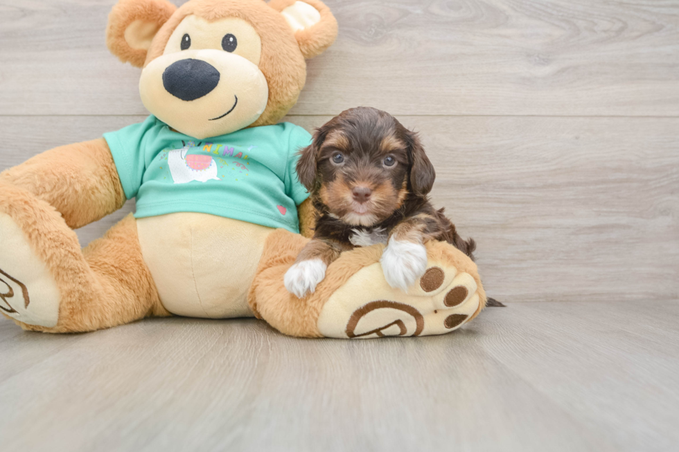 Sweet Yorkie Poo Baby