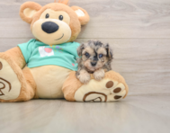 7 week old Yorkie Poo Puppy For Sale - Simply Southern Pups