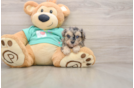 Funny Yorkie Poo Poodle Mix Pup