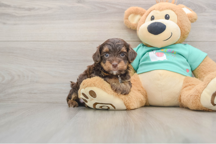 Smart Yorkie Poo Poodle Mix Pup