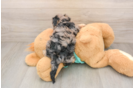 Yorkie Poo Puppy for Adoption