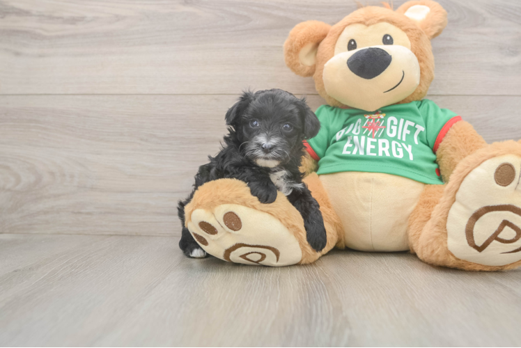 Yorkie Poo Puppy for Adoption