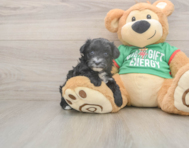 7 week old Yorkie Poo Puppy For Sale - Simply Southern Pups