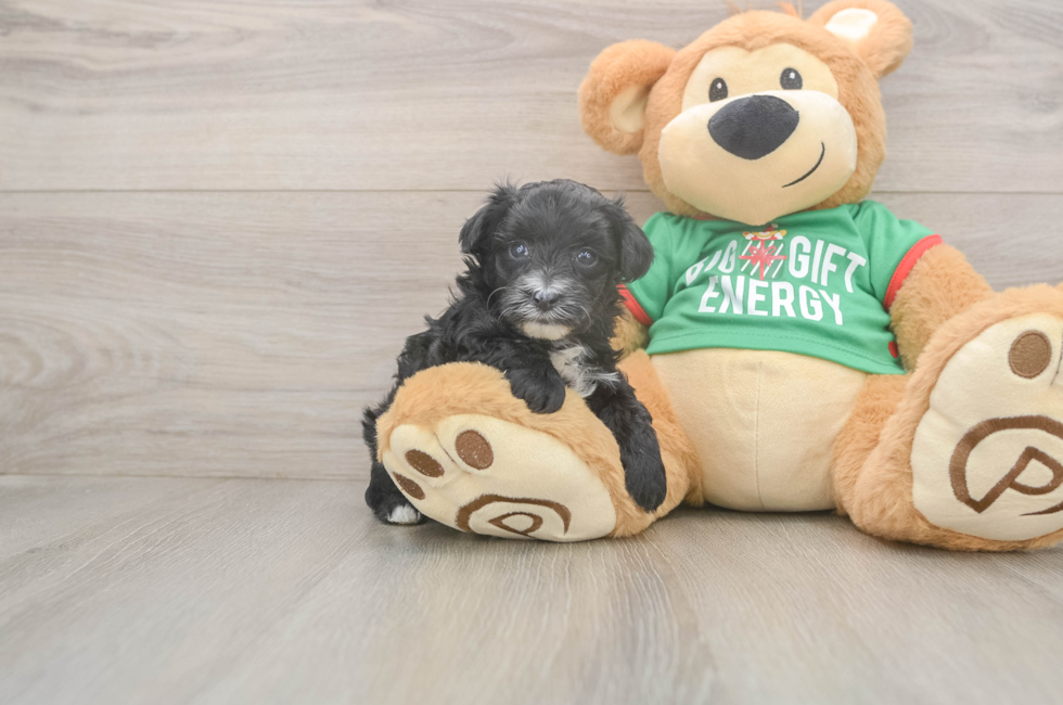 5 week old Yorkie Poo Puppy For Sale - Simply Southern Pups