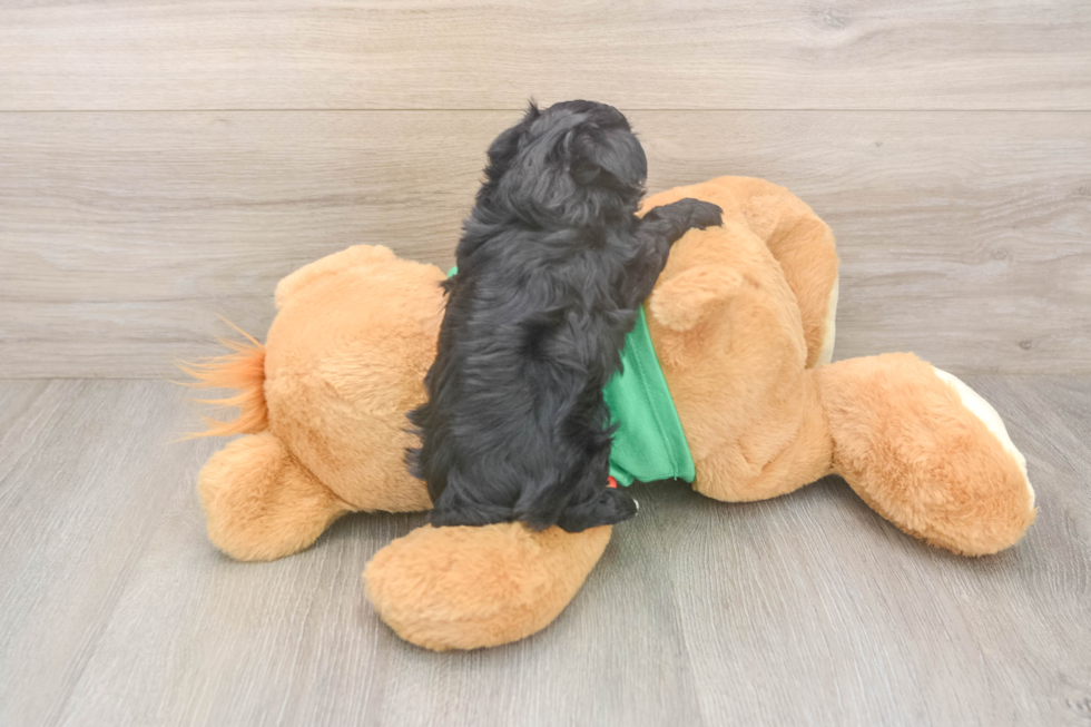 Best Yorkie Poo Baby