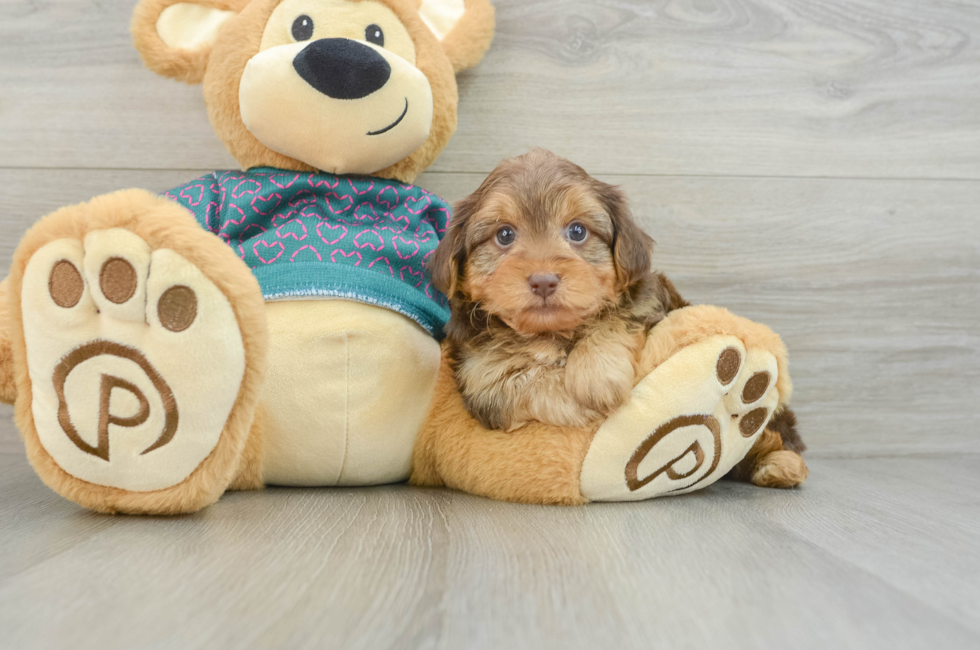 6 week old Yorkie Poo Puppy For Sale - Simply Southern Pups