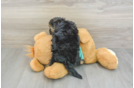 Smart Yorkie Poo Poodle Mix Pup