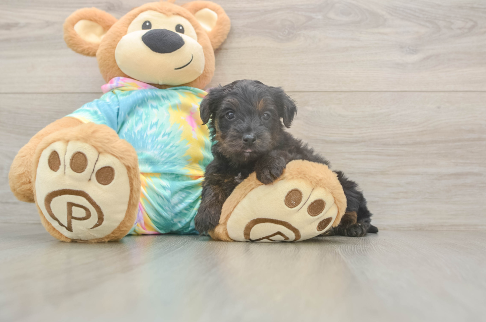 5 week old Yorkie Poo Puppy For Sale - Simply Southern Pups