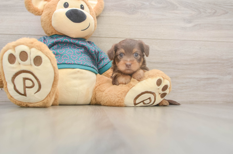 5 week old Yorkie Poo Puppy For Sale - Simply Southern Pups