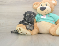 7 week old Yorkie Poo Puppy For Sale - Simply Southern Pups