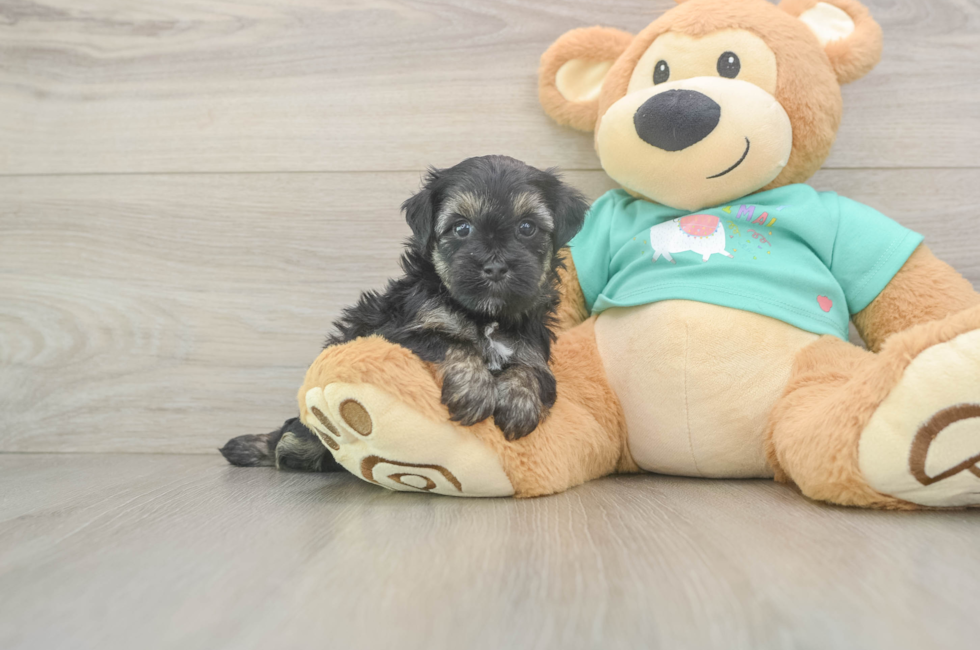6 week old Yorkie Poo Puppy For Sale - Simply Southern Pups