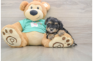 Petite Yorkie Poo Poodle Mix Pup