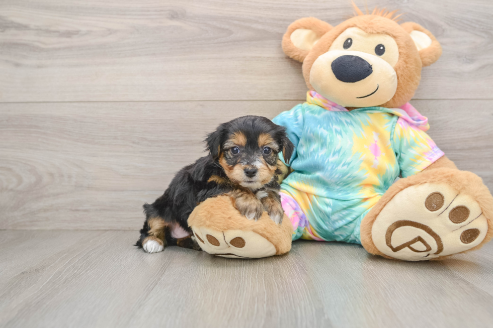Yorkie Poo Pup Being Cute