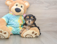 8 week old Yorkie Poo Puppy For Sale - Simply Southern Pups