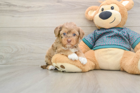 Small Yorkie Poo Baby