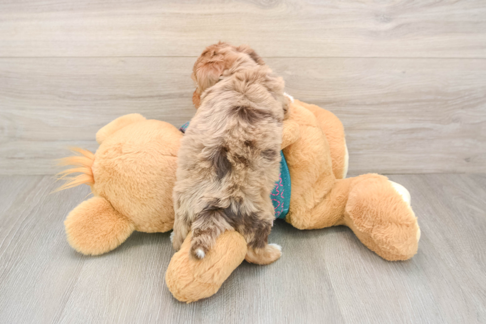 Best Yorkie Poo Baby