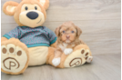 Yorkie Poo Puppy for Adoption