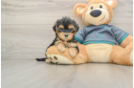 Yorkie Poo Pup Being Cute