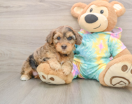 8 week old Yorkie Poo Puppy For Sale - Simply Southern Pups
